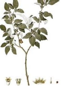 Ashwagandha Tincture Perfect for promoting stress relief, enhancing vitality, and supporting overall balance, our Ashwagandha Tincture is a convenient and natural addition to your daily routine.