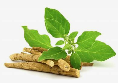 Ashwagandha (Withania somnifera) is a revered adaptogenic herb used for centuries in Ayurvedic medicine. Known for its ability to support stress relief, cognitive function, and overall vitality,