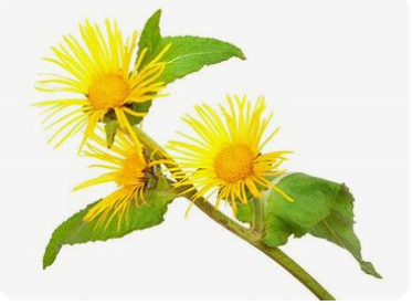 Elecampane Tincture (Inula helenium) Support your respiratory health with the time-honored benefits of our Elecampane Tincture