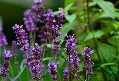 Lavender (Lavandula angustifolia) is a versatile and aromatic herb known for its calming and soothing properties.