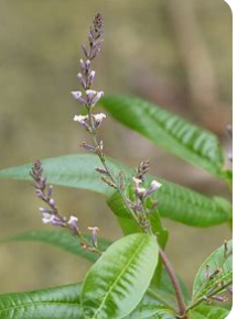Lemon Verbena Tincture (Aloysia citrodora) Refresh your senses with the invigorating benefits of our Lemon Verbena Tincture, crafted using the traditional weight-to-volume method.