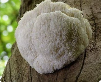 Lions Mane Dual Extract Renowned for its ability to support cognitive function, promote nerve health, and enhance overall brain vitality, Lion's Mane is a powerful ally for your wellness journey.