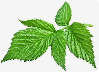 Raspberry Leaf (Rubus idaeus) is a nutrient-rich herb known for its supportive properties in women’s health, digestion, and overall wellness.