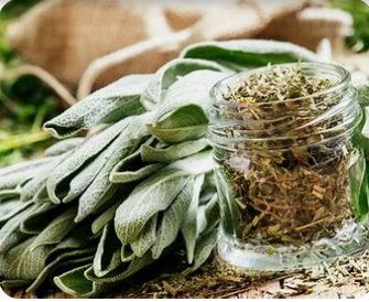 Sage Tincture (Salvia officinalis) Reconnect with the ancient wisdom of Sage with our thoughtfully crafted tincture. Made using the traditional weight-to-volume method