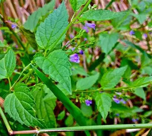 Night Thyme Relaxation Tincture