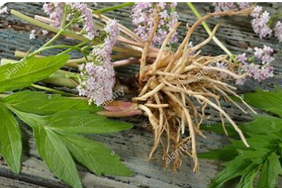 Valerian Tincture (Valeriana officinalis) Promote restful sleep and relaxation with our Valerian Tincture, crafted using the traditional weight-to-volume method.