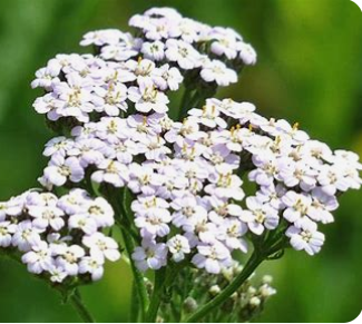 Yarrow Tincture (Achillea millefolium) Support your well-being with the versatile benefits of our Yarrow Tincture, crafted using the traditional weight-to-volume method.