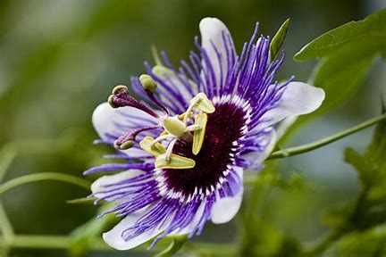Unlocking the Healing Power of Passion Flower