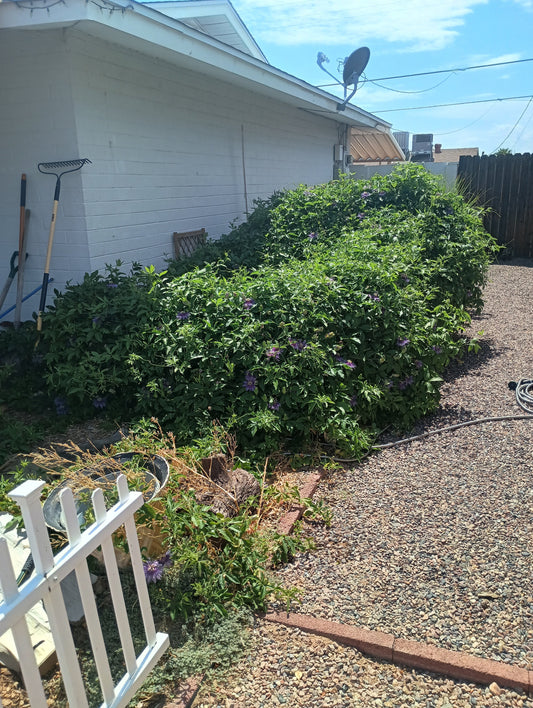 Summer in the Apothecary Garden: Wins, Experiments & Wild Surprises