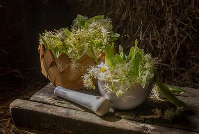 Linden (Tilia sp.) is a gentle and aromatic herb known for its calming and soothing properties