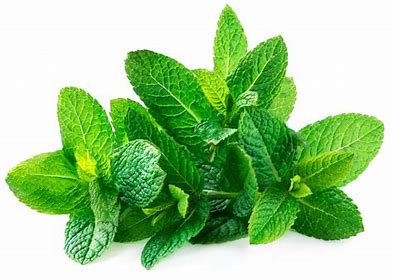 Spearmint (Mentha spicata) is a refreshing and aromatic herb known for its digestive and calming properties. 