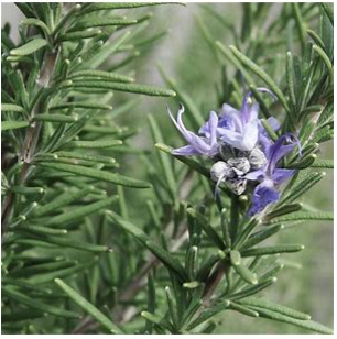 Rosemary Tincture Celebrated for its ability to support cognitive function, boost energy, and aid digestion, Rosemary has been a cherished herb for centuries. Our Rosemary Tincture is a perfect addition to your wellness routine