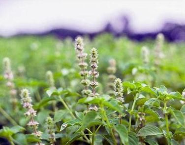 Holy Basil (Tulsi) Tincture (Ocimum sanctum) Experience the sacred benefits of our Tulsi Tincture, meticulously crafted using the traditional weight-to-volume method.